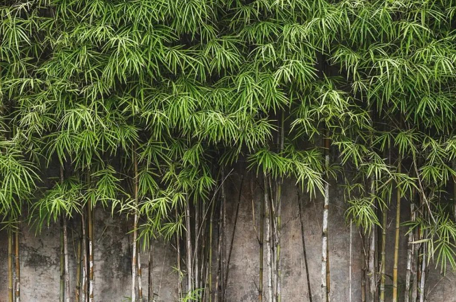 图片[2]-农村冷门种植生意，年赚20万，一棵卖300-500元，一亩能种1000棵！-阿志说钱