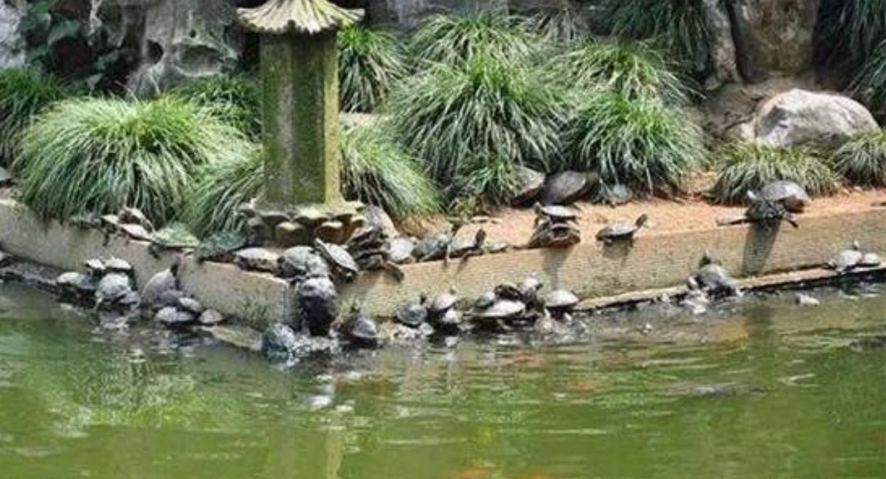 图片[1]-农村暴利项目，比养猪牛羊更暴利，一亩净赚3万元，供不应求，一个人就能干-阿志说钱
