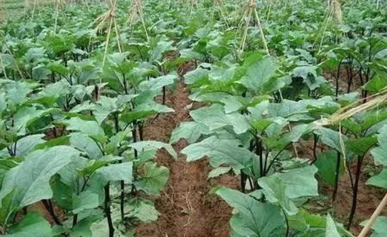 图片[1]-农业种植的三大要素：天时、地利、人和-阿志说钱