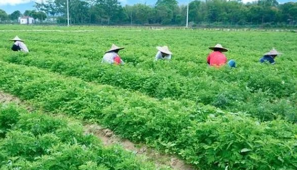 图片[1]-农村冷门暴利生意：种植一次可采收4次，亩产4000斤，一斤28元，周期短，收益高-阿志说钱