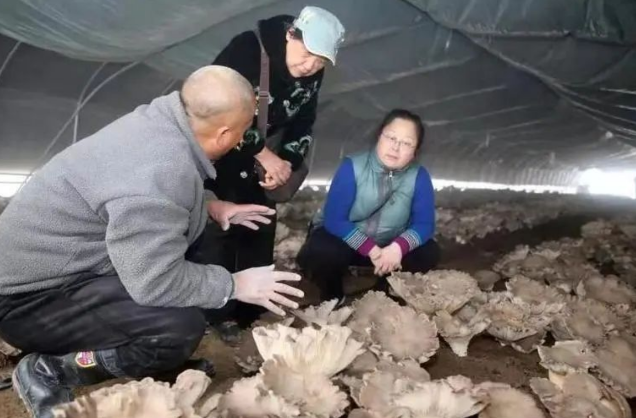 图片[2]-农村冷门暴利项目，种植只要15天，18元一斤供不应求，投资小，收入高！闷声发财-阿志说钱