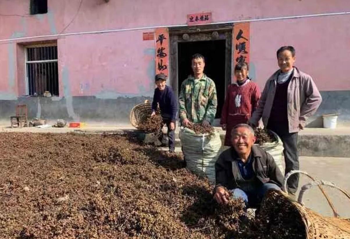 图片[2]-过去当零食吃，现在有人种植它，年收入几十万。人到中年不想打工做这个，农村冷门的暴利生意。-阿志说钱