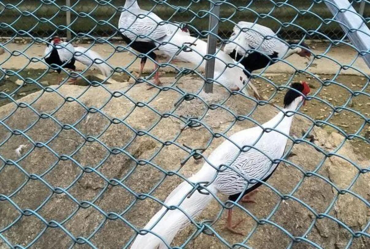图片[2]-农村新型暴利项目，投资三万就能起步，一年能赚80万，一家人就可以干！-阿志说钱
