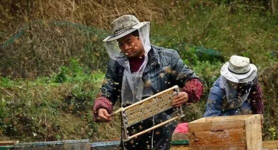 图片[3]-2024年农村暴利养殖新风口：7大赚钱项目揭秘，轻松年入百万不是梦！-阿志说钱