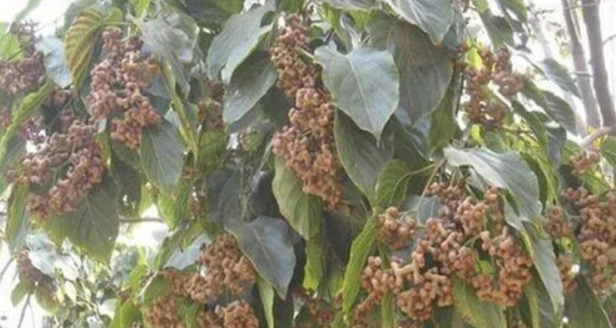 图片[1]-过去当零食吃，现在有人种植它，年收入几十万。人到中年不想打工做这个，农村冷门的暴利生意。-阿志说钱