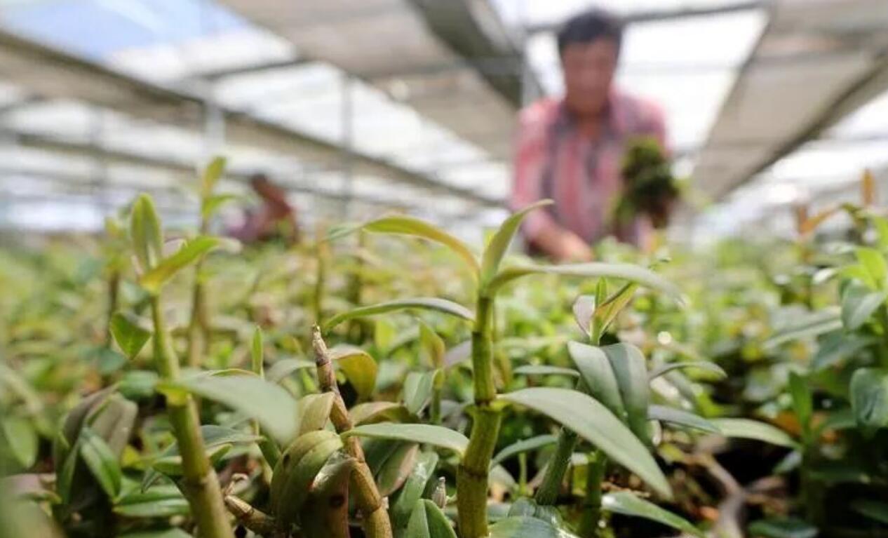 图片[1]-农村冷门的暴利种植生意：一斤几百块，一亩产800斤，能卖10万，大叔种植五亩年入50w。-阿志说钱