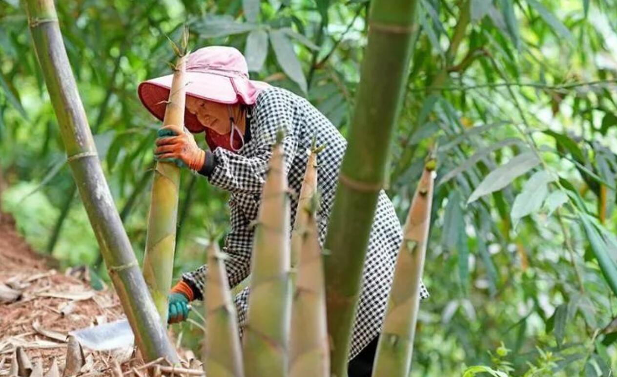 图片[2]-农村暴利冷门种植项目秘密大揭露！成本不到600元，一年稳赚30万！-阿志说钱