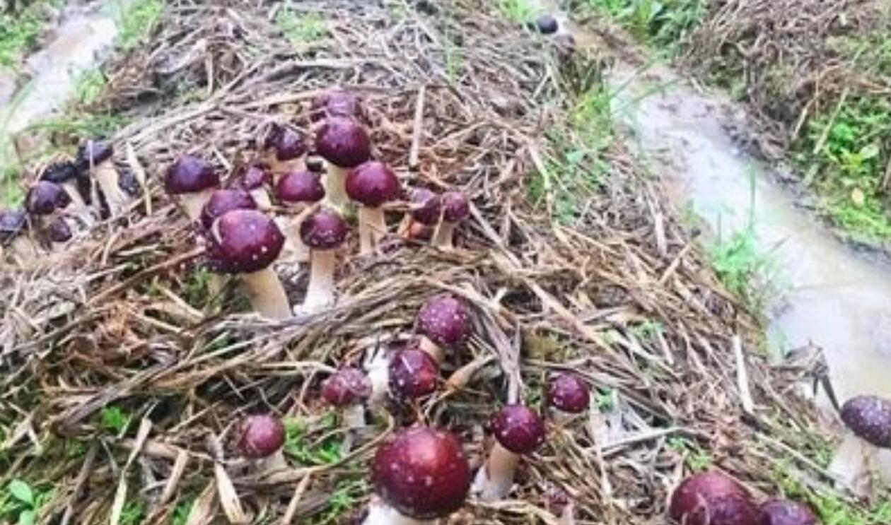 图片[1]-农村暴利种植项目：亩产5千斤，利润大几万元-阿志说钱