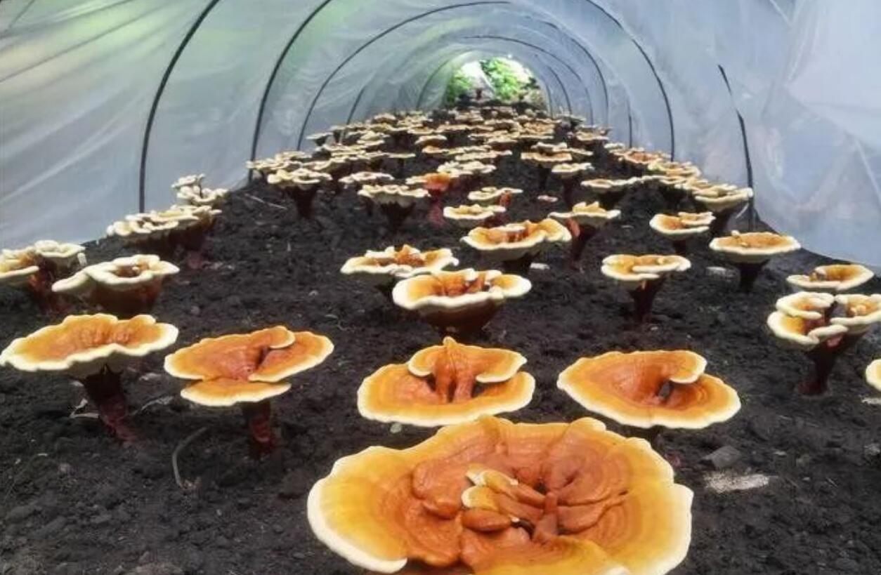 图片[1]-别光知道打工，农村冷门暴利生意，做好这一行比打工强十倍，1个月挣3万没问题！-阿志说钱