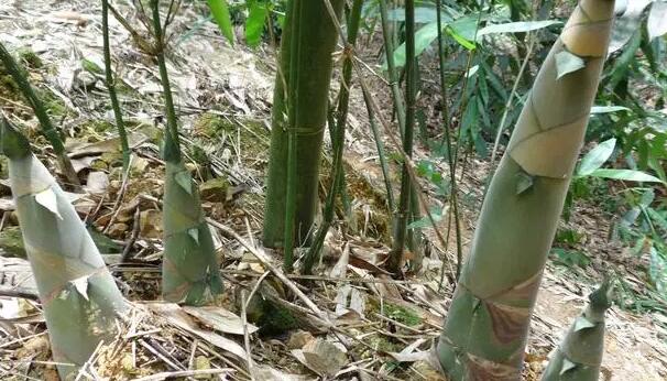 图片[3]-农村新型暴利生意曝光：600元成本，年入30万，种植的人比较少，抢占先机！-阿志说钱