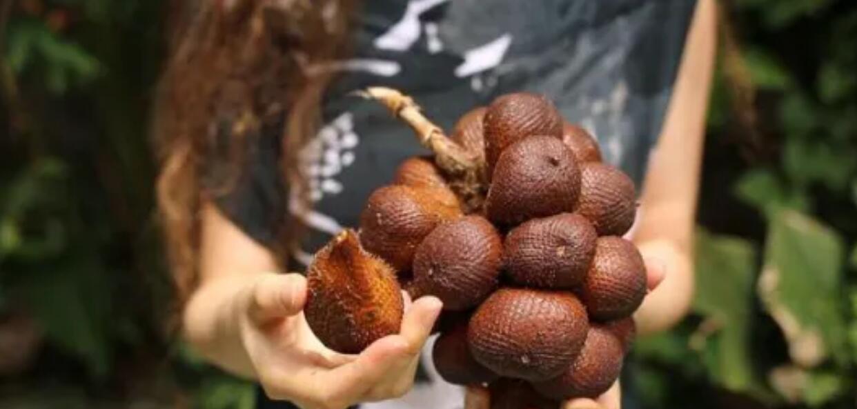图片[1]-种植五亩地年赚20万怎么样？很少人知道的冷门暴利种植行业-阿志说钱