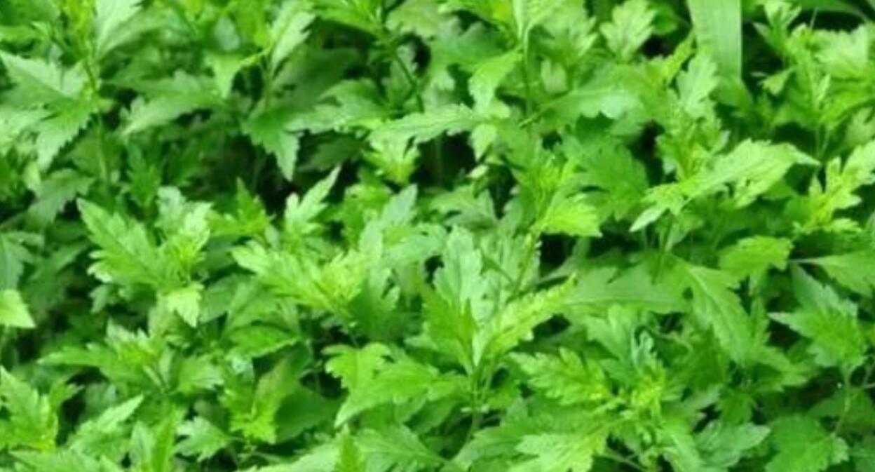 图片[1]-揭秘农村暴利种植项目：菊花脑，一年挣30-50万，种一次能收3年，亩产5000公斤，卖50元公斤，好种又高产，关键是赚钱-阿志说钱