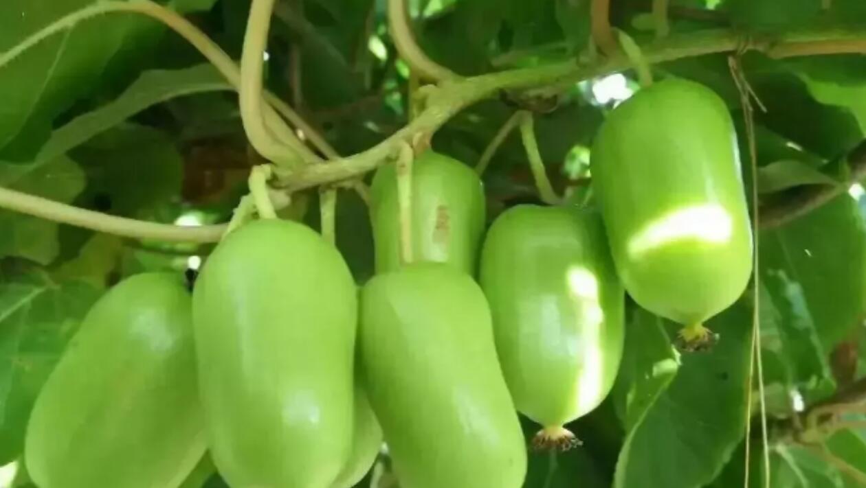 图片[1]-农村少有的暴利种植项目：不愁销路，轻松年入50万-阿志说钱